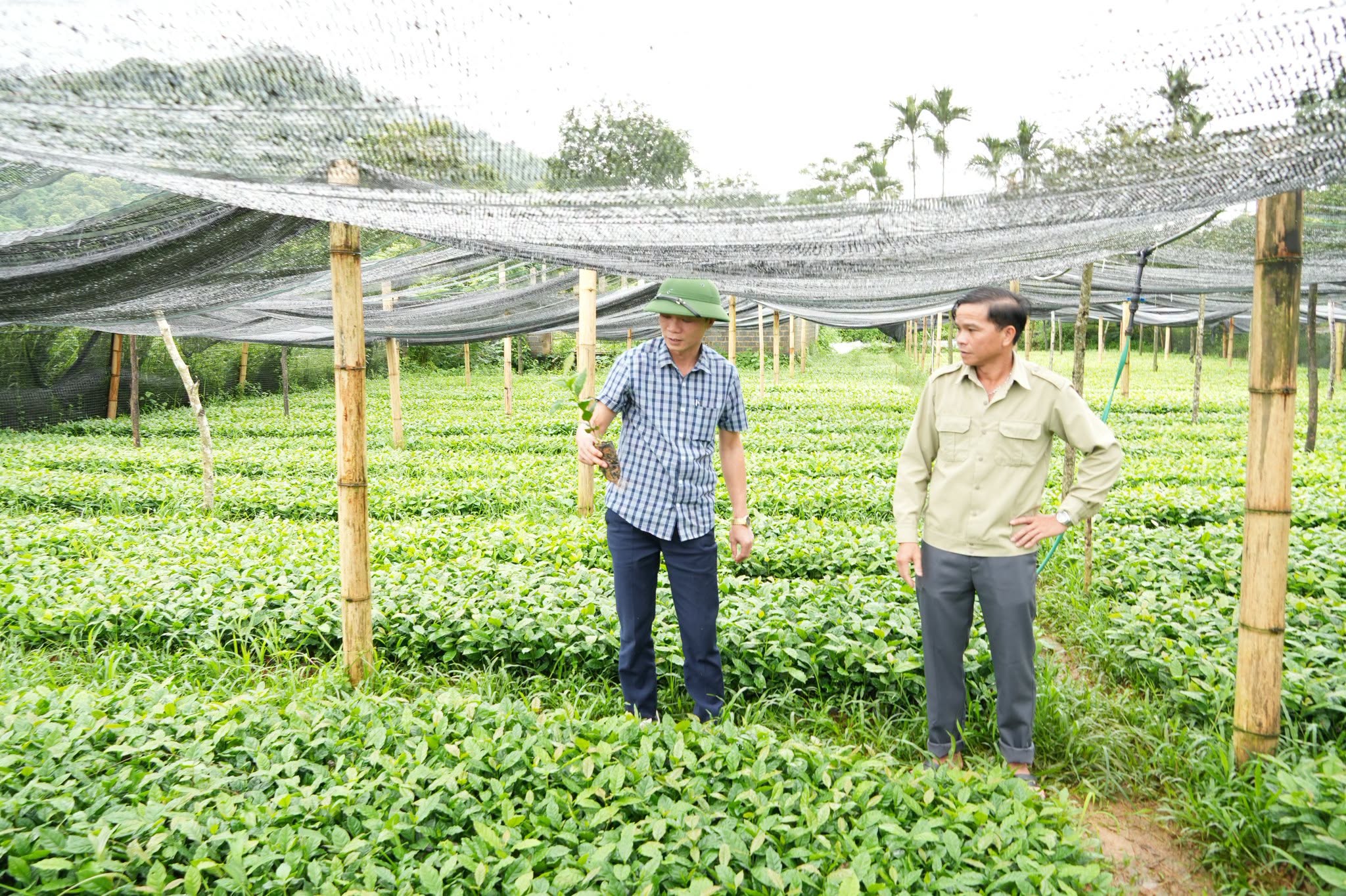 Đồng chí Lò Văn Sáng – Phó Bí thư Thường trực Đảng ủy kiểm tra công tác trồng mới cây cà phê trên địa bàn xã